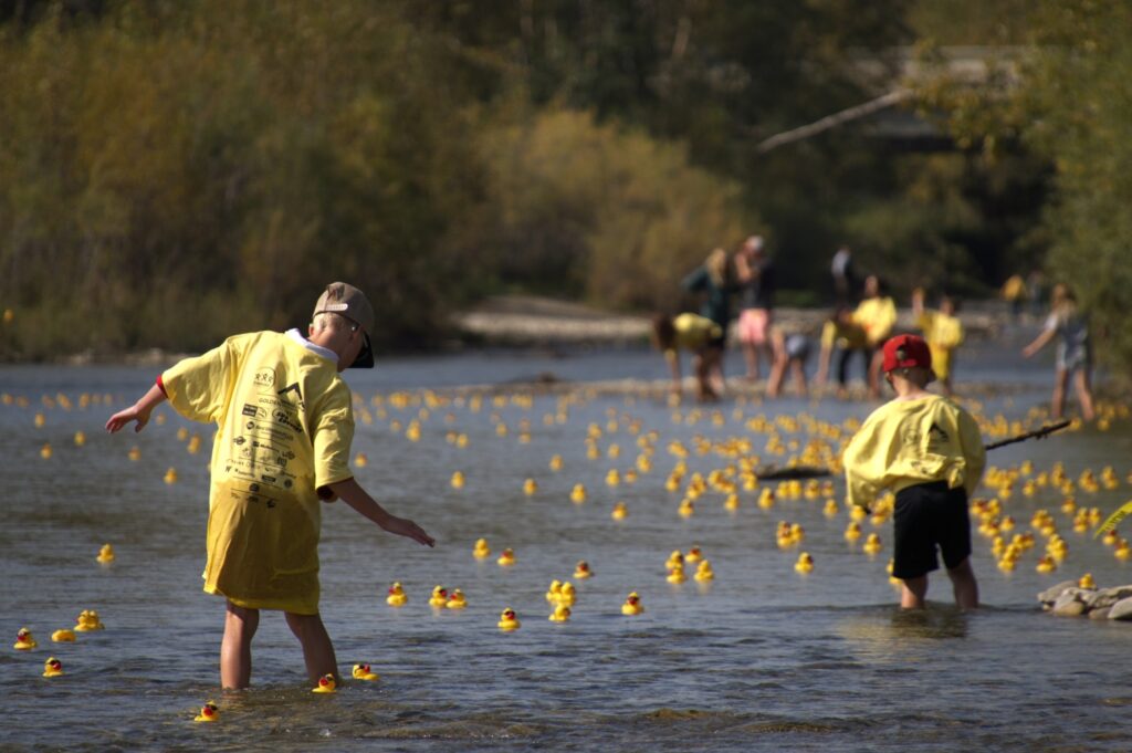 collecting ducks