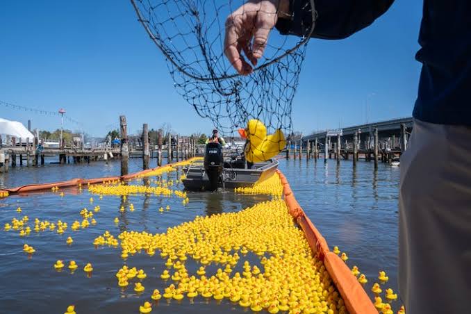 duck in net duck race